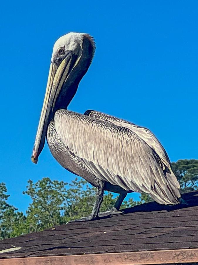 Kingwood Cottage - 10 Mins From Iah - Lake Front Humble Exteriör bild
